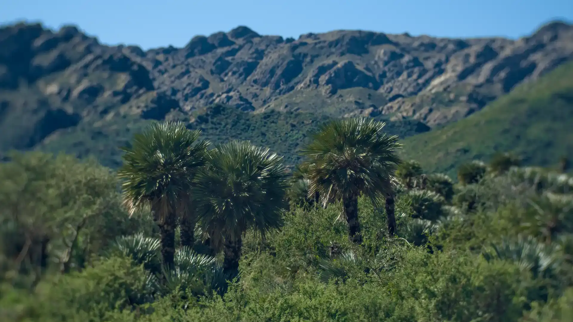 Three palm trees with mountain backdrop at Altos del Palmar