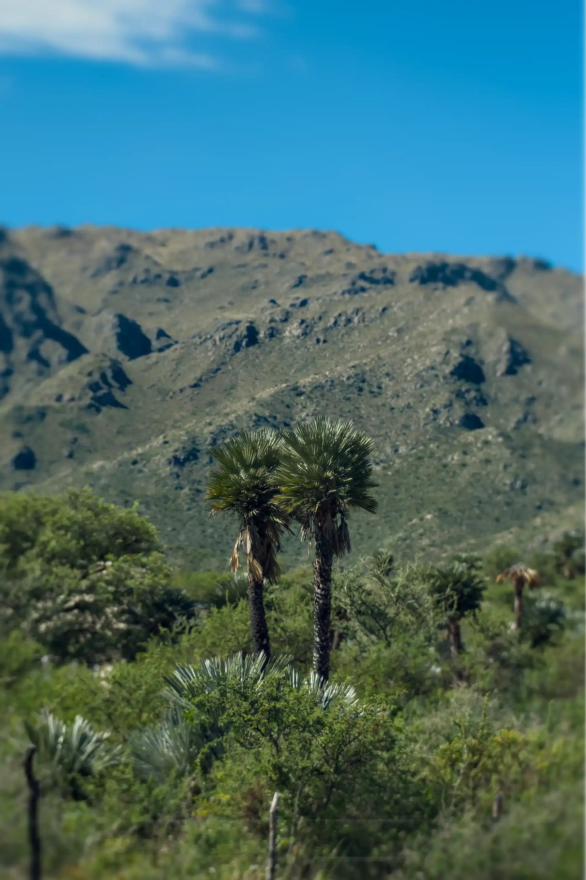 Ancient Caranday palms on the mountainside