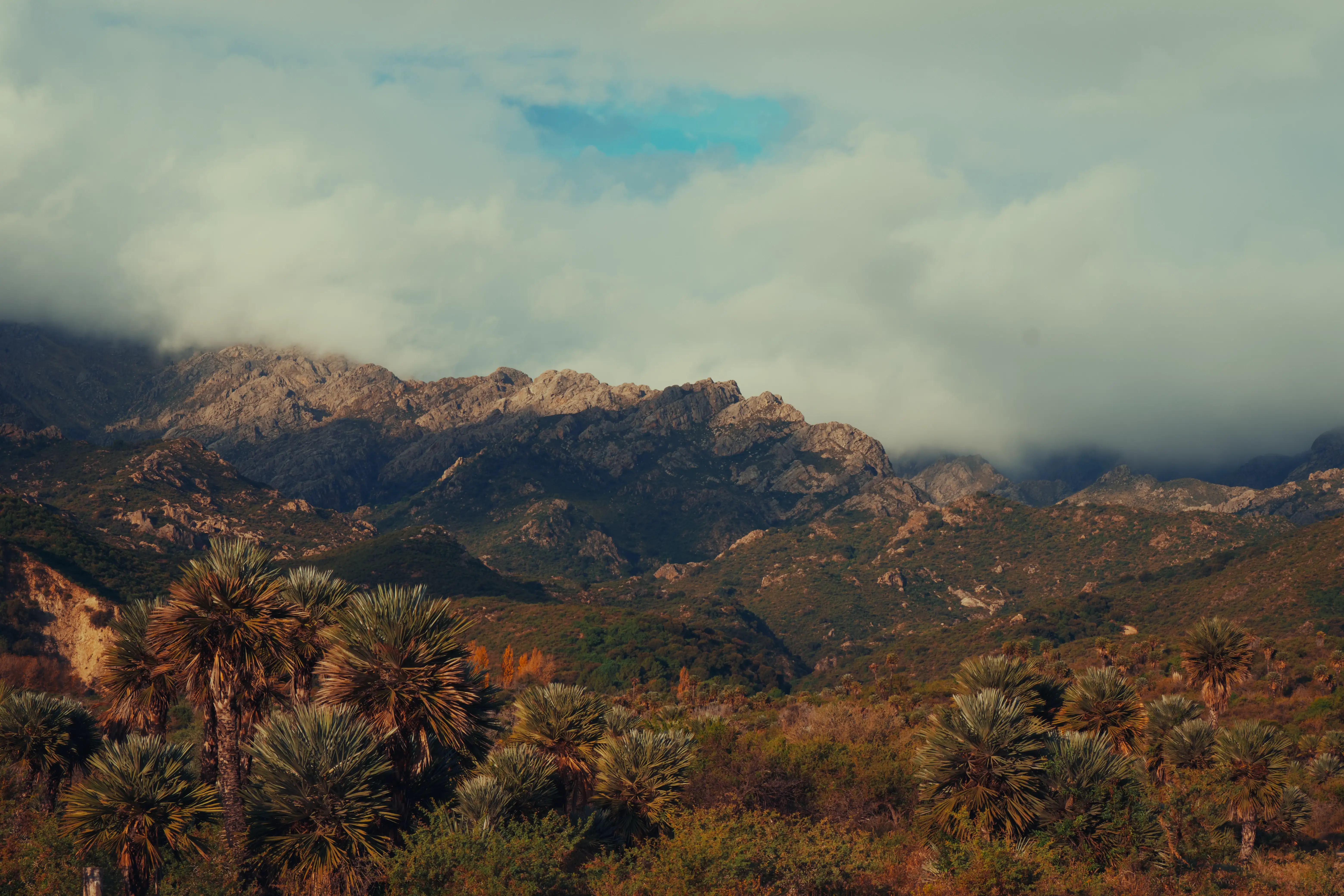 Altos del Palmar Landscape