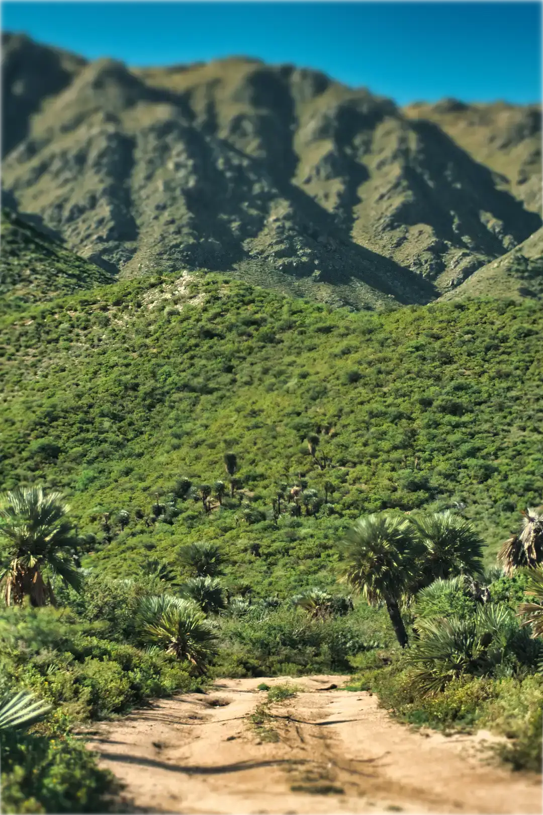 Mountain biking trail through palm forest