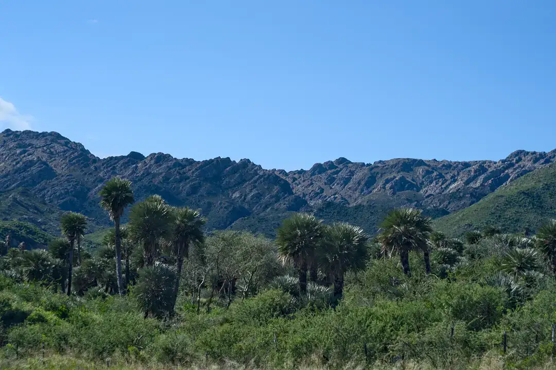 Wide mountain vista with palm forest